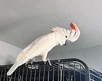 moluccan-cockatoo-for-sale-in-wisconsin