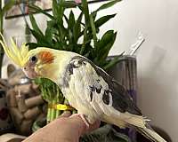 pied-yellow-bird-for-sale-in-layton-ut