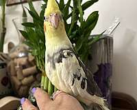 cockatiel-for-sale