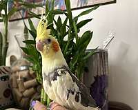 cockatiel-for-sale-in-layton-ut