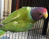 parakeet-for-sale-in-spring-tx