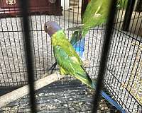 parakeet-for-sale