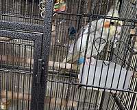 baby-bird-for-sale-in-hilliard-oh