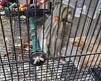 male-bird-for-sale-in-hilliard-oh