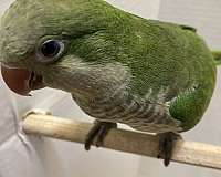 quaker-parrots-for-sale