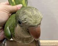 green-quaker-parrots-for-sale