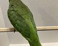 grey-quaker-parrots-for-sale