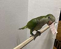 quaker-parrots-for-sale