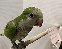 blue-quaker-parrots-for-sale