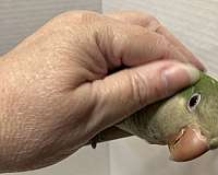 green-quaker-parrots-for-sale