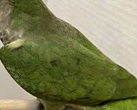 grey-quaker-parrots-for-sale