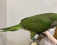 quaker-parrots-for-sale-in-sedalia-mo