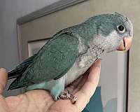 quaker-parrots-for-sale-in-zuni-va