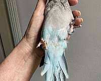 handfed-tame-bird-for-sale-in-zuni-va