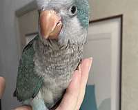 quaker-parrots-for-sale