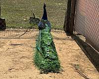 peacock-for-sale-in-warner-ok