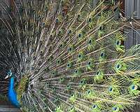 peacock-for-sale