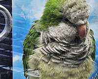 parrot-for-sale-in-elkton-va