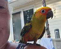 conure-for-sale-in-belair-md