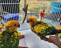 handfed-tame-bird-for-sale-in-belair-md