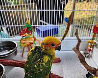 bird-for-sale-in-belair-md