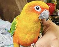 sun-conure-for-sale-in-north-hollywood-ca