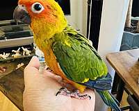 conure-sun-conure-for-sale-in-north-hollywood-ca