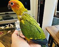 sun-conure-for-sale