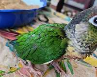 green-green-cheek-conure-for-sale