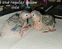 orange-green-cheek-conure-for-sale