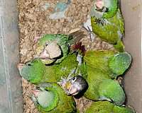 green-cheek-conure-for-sale