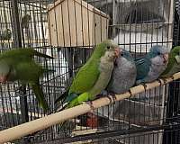 green-green-cheek-conure-for-sale