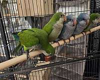 orange-green-cheek-conure-for-sale