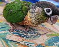 yellow-green-cheek-conure-for-sale