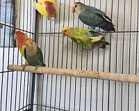 green-green-cheek-conure-for-sale