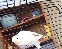 orange-green-cheek-conure-for-sale