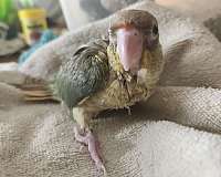 orange-green-cheek-conure-for-sale