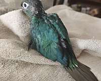 yellow-green-cheek-conure-for-sale