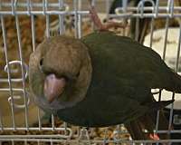 orange-green-cheek-conure-for-sale