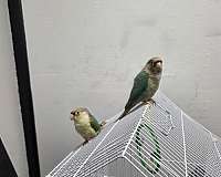 yellow-green-cheek-conure-for-sale