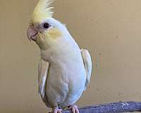 cockatiel-for-sale-in-greenfld-ctr-ny