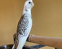 young-cockatiel-for-sale