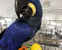 macaw-for-sale-in-weatherford-tx