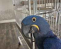 macaw-for-sale