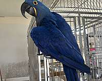 macaw-hyacinth-macaw-for-sale-in-weatherford-tx