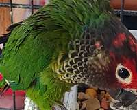 roseifrons-conure-for-sale-in-kooskia-id