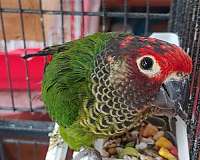 black-roseifrons-conure-for-sale