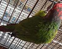 white-roseifrons-conure-for-sale