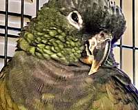 pionus-parrots-for-sale-in-cottage-grove-or-or