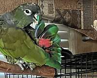 bird-for-sale-in-cottage-grove-or-or